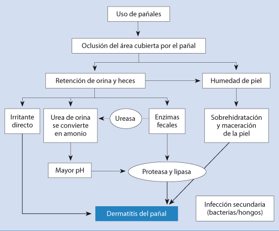 Figura 27. Etiopatogenia de la dermatitis del pañal Figura 27. Etiopatogenia de la dermatitis del pañal