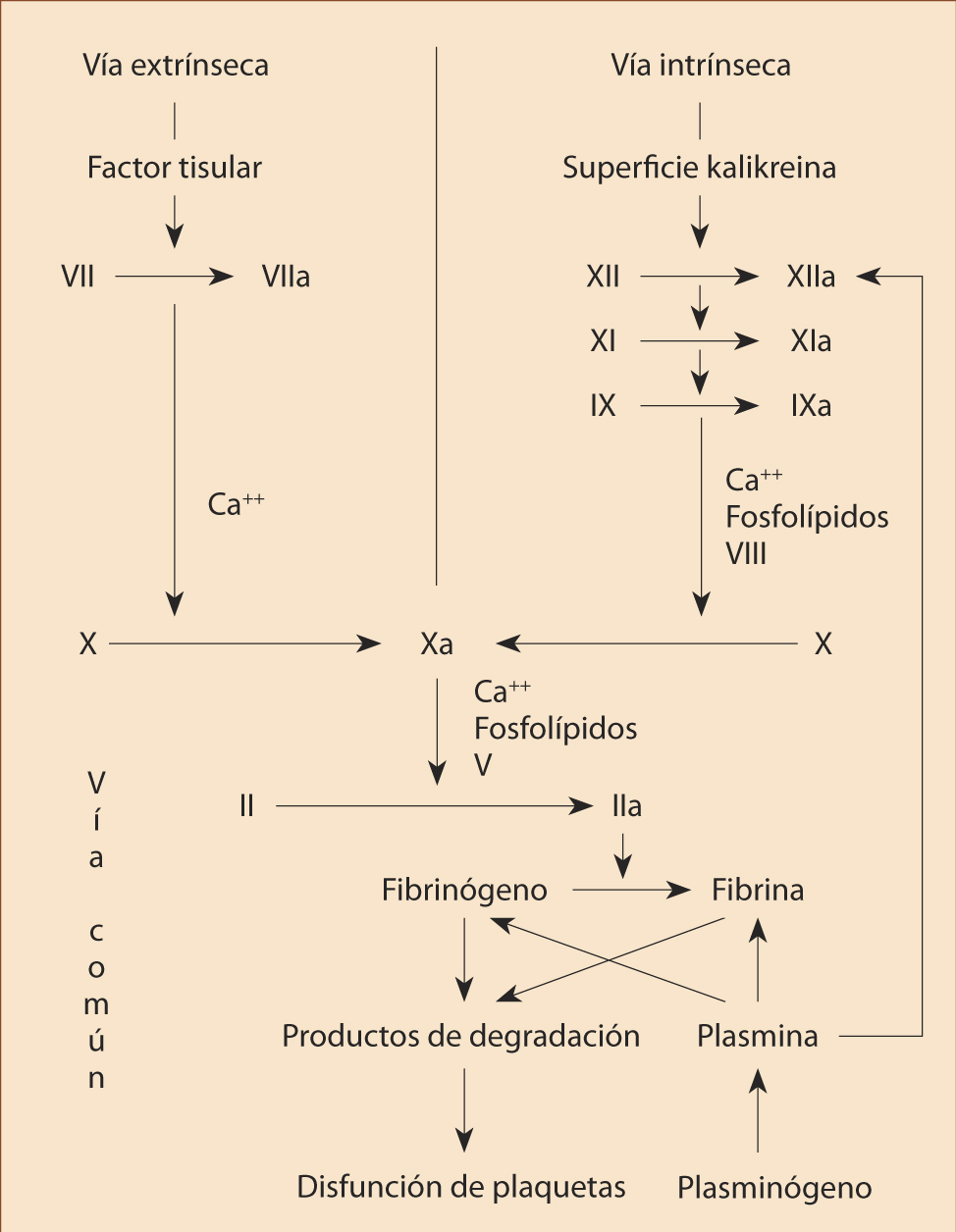 Figura 4. Vía intrínseca y extrínseca. Activadores de la coagulación.