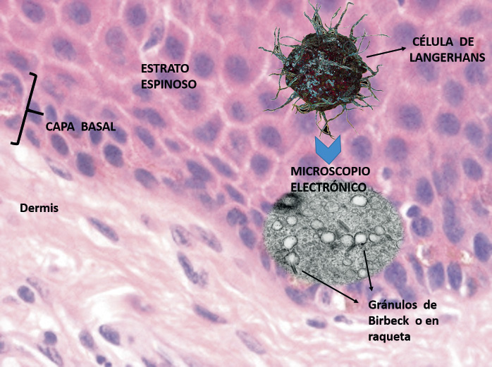 Anatomía y fisiología de la piel | Pediatría integral