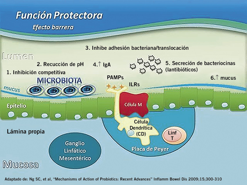 Las bacterias y nosotros : Blog de Emilio Silvera V.