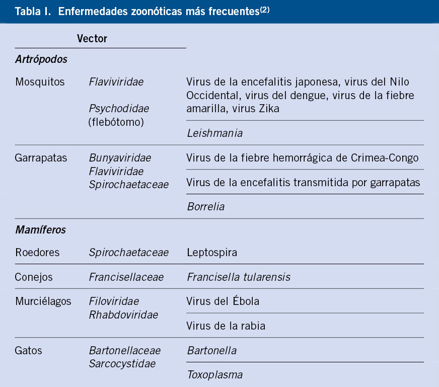 Así es el extraño virus del mono B: síntomas y complicaciones de la  enfermedad